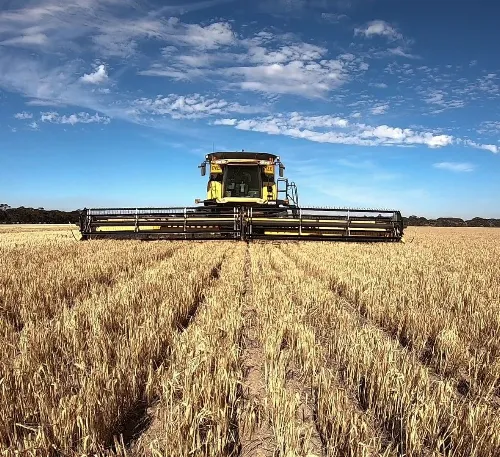 Harvester Harvesting Barley in Outback area